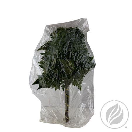 <h4>DEC Leatherleaf Large Vac. X12 (cr)</h4>