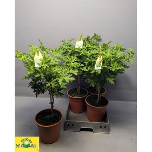 PEL GRAV LEMON TREE