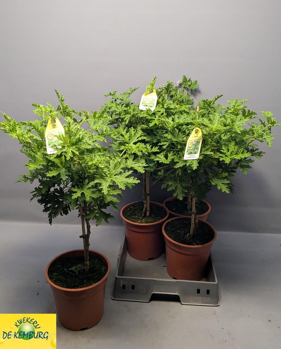 <h4>PEL GRAV LEMON TREE</h4>