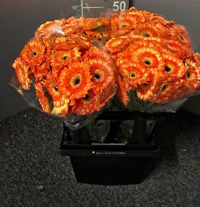 <h4>Ge Mi Colori</h4>