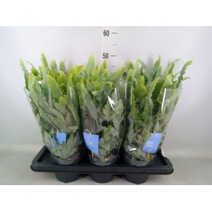 Phlebodium aureum 'Blue Star'
