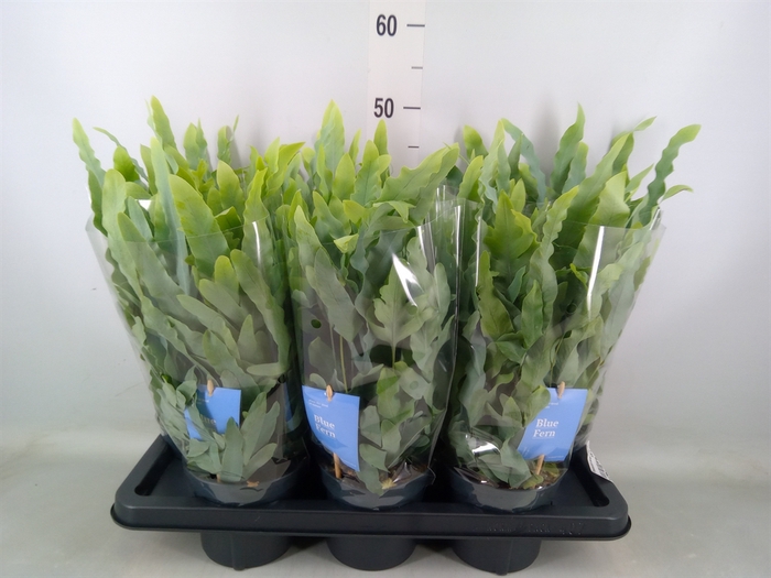 <h4>Phlebodium aureum 'Blue Star'</h4>