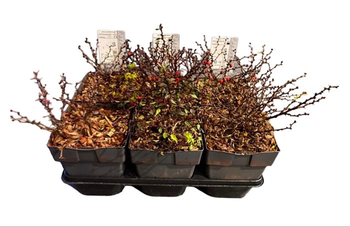 <h4>Berberis mix P17</h4>