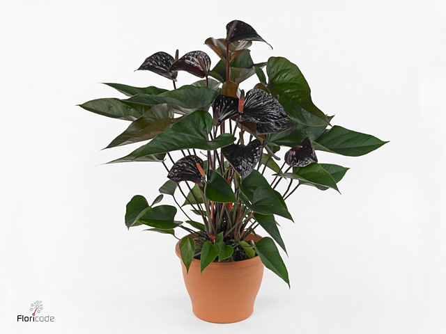 Anthurium andr. 'Beauty Black'