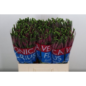 Veronica  'Smart Iselle'