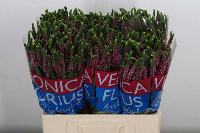 <h4>Veronica  'Smart Iselle'</h4>