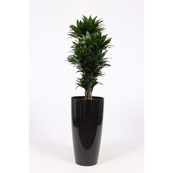 <h4>Dracaena Compacta in Santorini pot "antraciet"</h4>