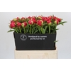 Paeonia Raspberry Charm