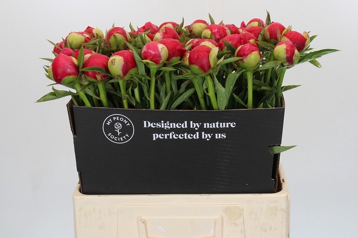 <h4>Paeonia Raspberry Charm</h4>