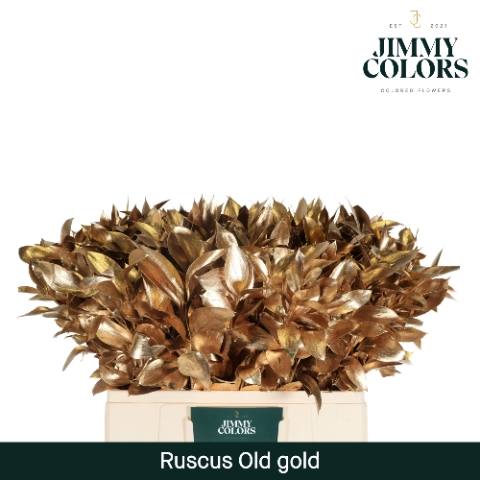 Ruscus L50 Mtlc. Antiek Goud