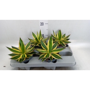 Agave lophantha 'Quadricolor'