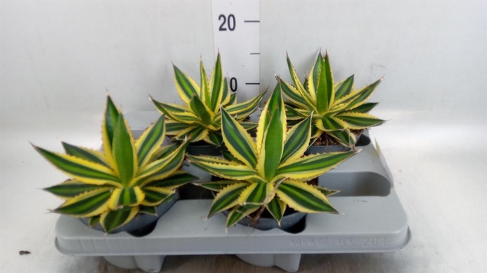 <h4>Agave lophantha 'Quadricolor'</h4>
