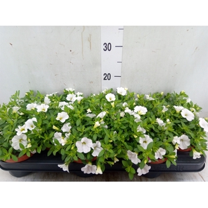 Calibrachoa  'Minifam White'