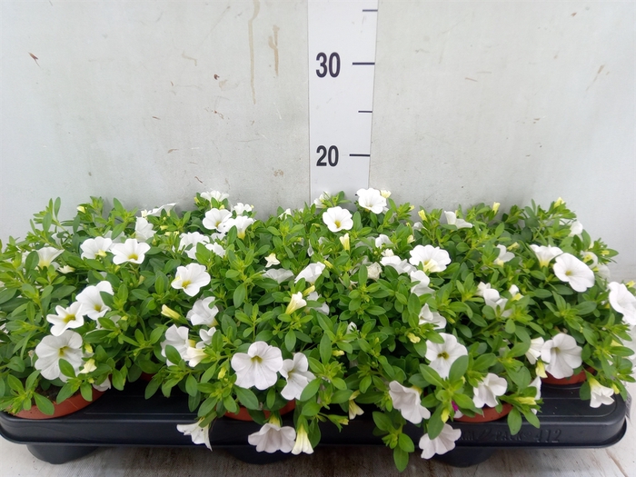 <h4>Calibrachoa  'Minifam White'</h4>