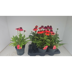 ECHINA LAK RED OMBRE