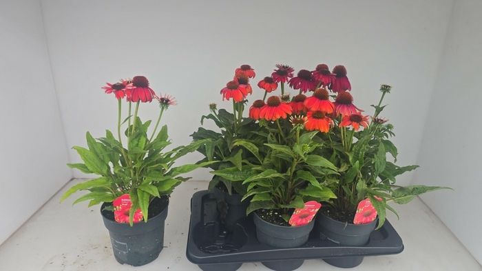 <h4>ECHINA LAK RED OMBRE</h4>