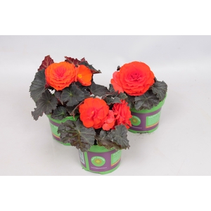 Begonia tub. Nonstop Mocca Deep Orange