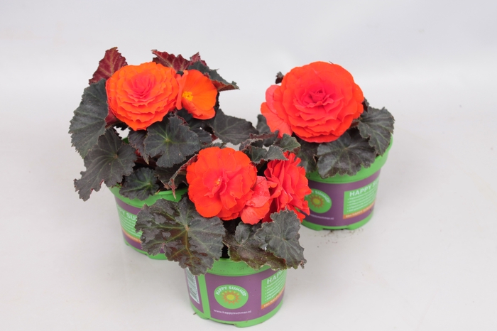 <h4>Begonia tub. Nonstop Mocca Deep Orange</h4>