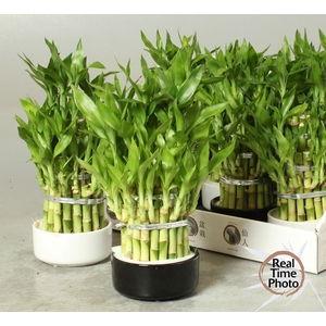 DRA LUCKY BAMBOO