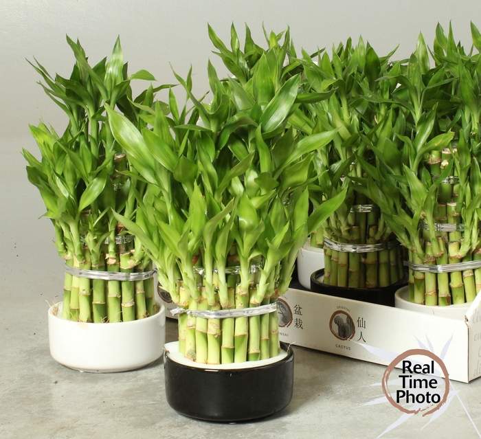 <h4>DRA LUCKY BAMBOO</h4>