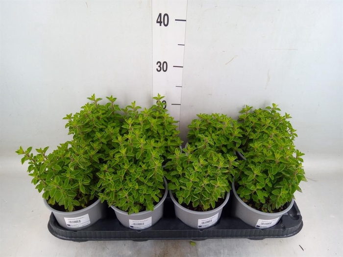 <h4>Origanum vulgare</h4>