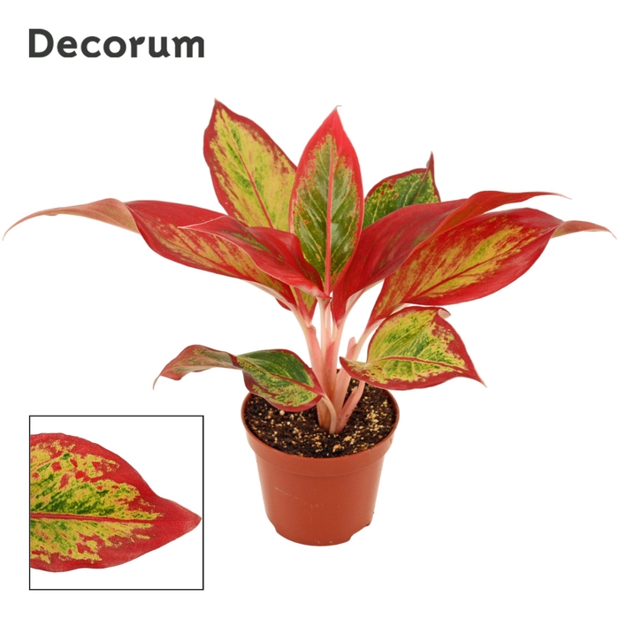 Aglaonema Red Fire 9 cm (Decorum)