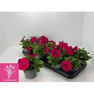 PET LIMBO ROSE