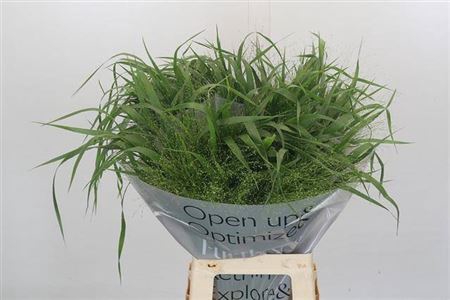 <h4>Panicum Fountain</h4>
