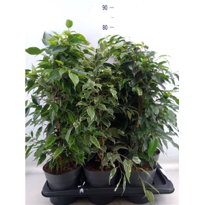 Ficus benja.   ...mix