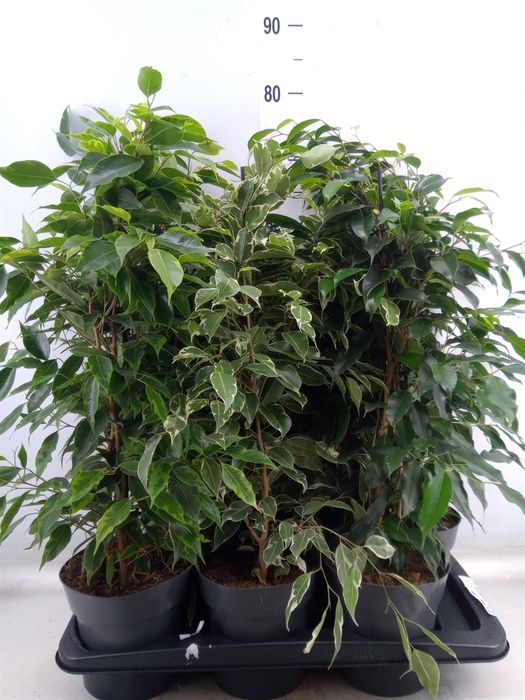 <h4>Ficus benja.   ...mix</h4>
