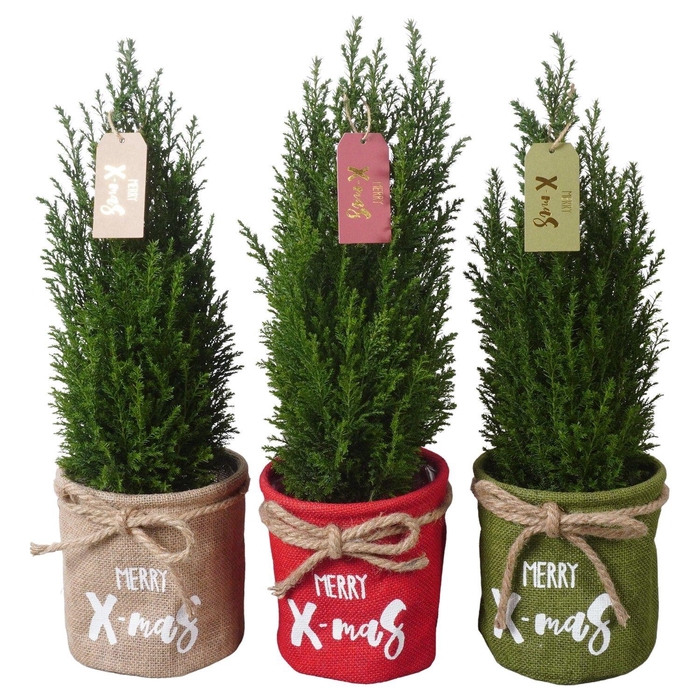 <h4>PTK25215 Ellwoodii in jute mix met decoratie</h4>