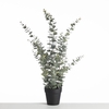 AF Eucalyp Plant in pot L76cm