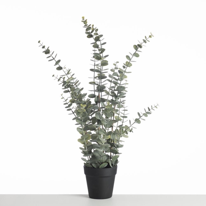 AF Eucalyp Plant in pot L76cm