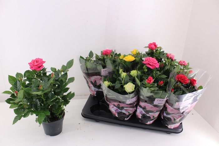 <h4>RO PATHIT GEM 5 SRT</h4>