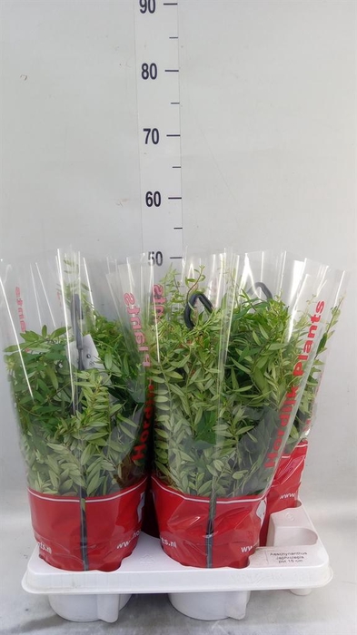 <h4>Aeschynanthus 'Japhrolepis'</h4>
