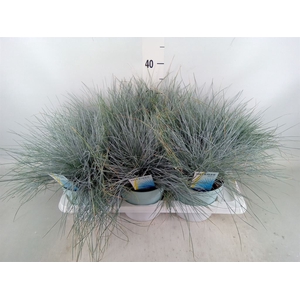 Festuca glauca 'Intens Blue'