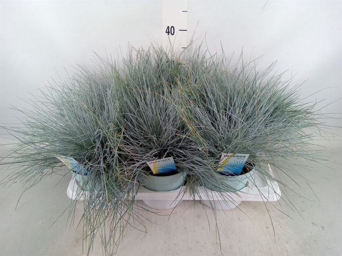 <h4>Festuca glauca 'Intens Blue'</h4>