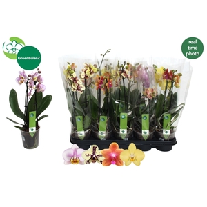 PHAL GEM 3 KL