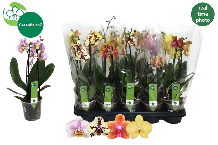 <h4>PHAL GEM 3 KL</h4>