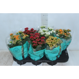 KALANCHOE DOBRADO P15