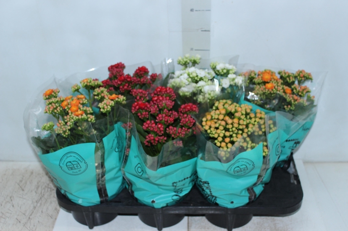 <h4>KALANCHOE DOBRADO P15</h4>