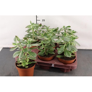 Crassula 12 Cm. P. Sunset Magic