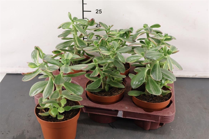 <h4>Crassula 12 Cm. P. Sunset Magic</h4>