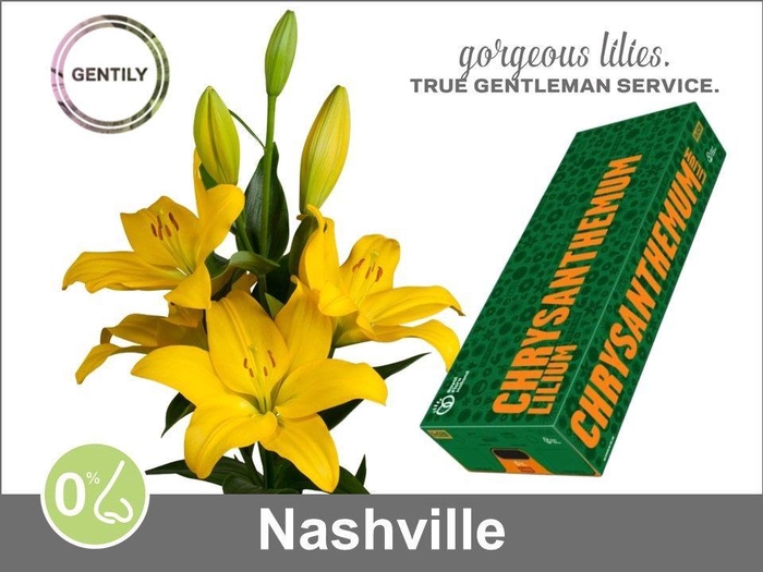 <h4>Li La Sonetto</h4>