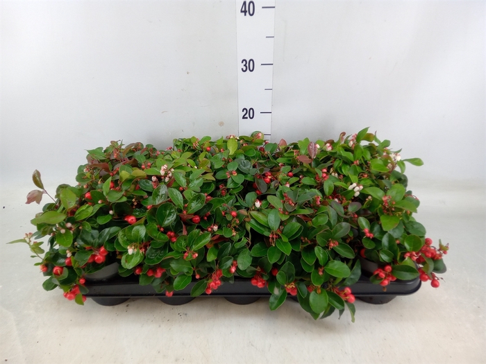 <h4>Gaultheria proc. 'Big Berry'</h4>