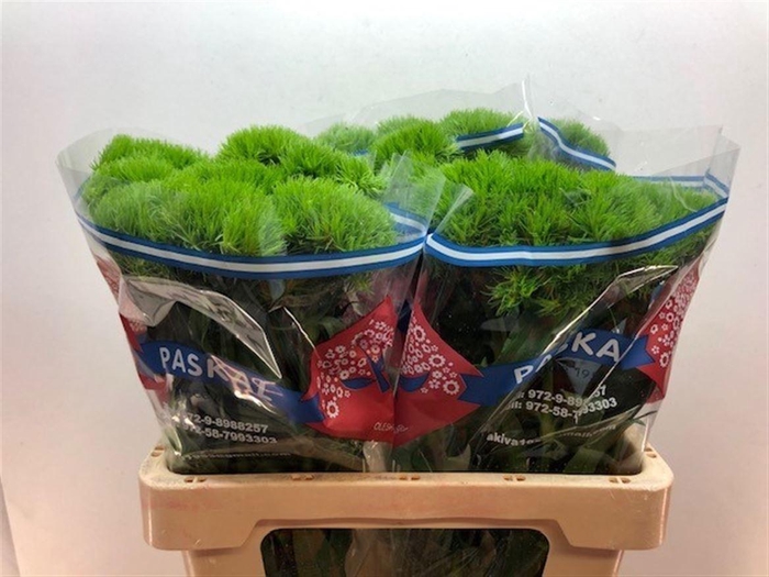 <h4>DI BARB KIWI MELLOW</h4>