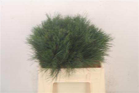 <h4>Pinus Strobus X100</h4>