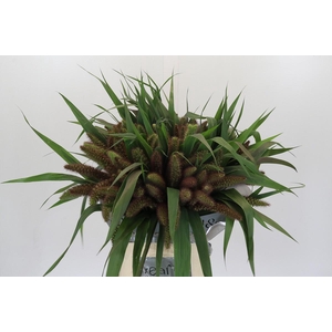 Setaria Italica Red Jewel