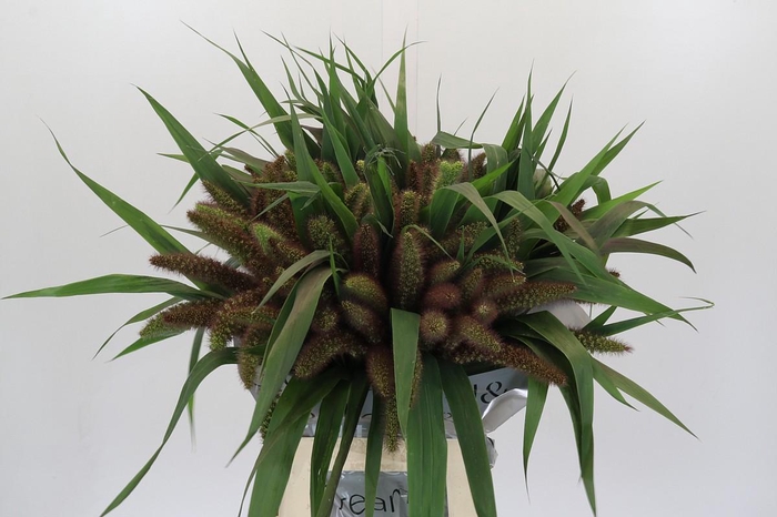 <h4>Setaria Italica Red Jewel</h4>