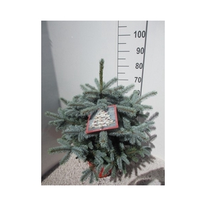 Picea pungens Super Blue 60-70 P30
